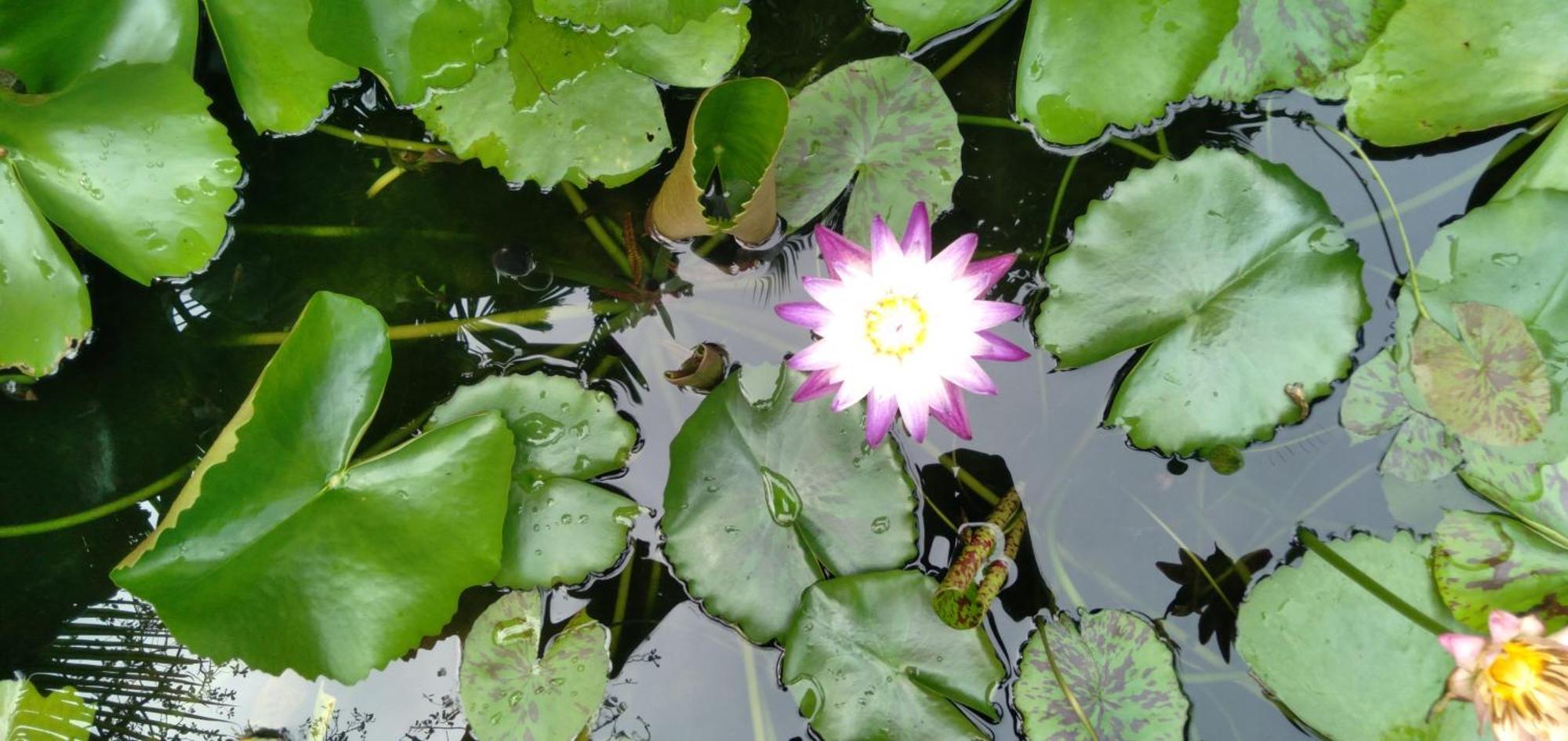 Kirala Villa Mihiripenne Buitenkant foto